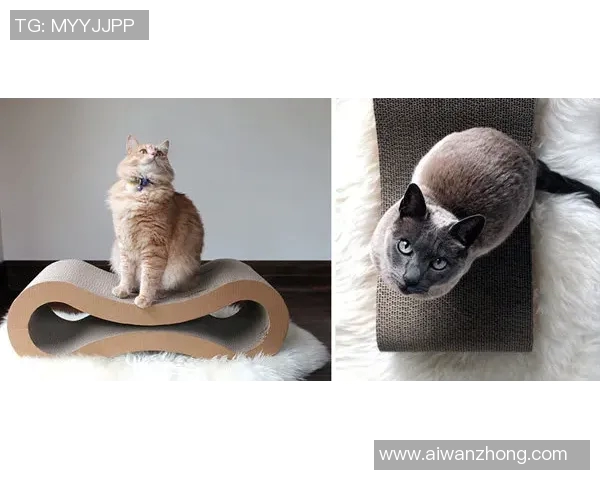 足球明星与他们的宠物狗猫共度快乐时光的温馨故事